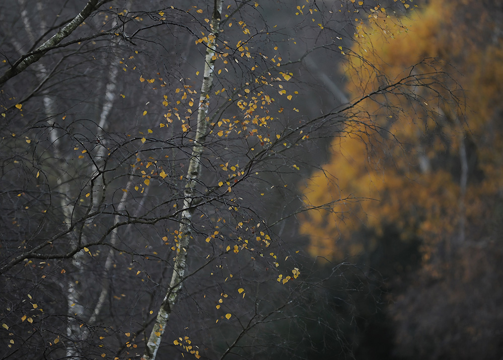 Autumn Golden Birch, Culverley 8